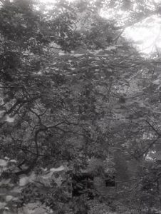 Erbistock Mill: through nearby trees