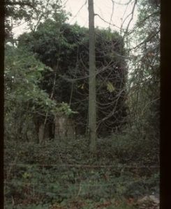 Overgrown ruined shell, Burlinch Mill, West Monkton