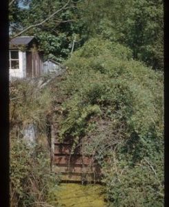 Overgrown waterwheel, watermill, Bodiam