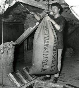 Mill worker lowering a filled sack, Burgh-next-Aylsham, Norfolk
