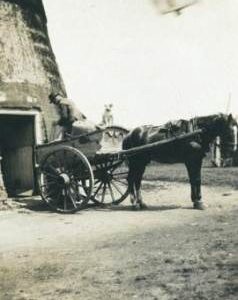 Mr Cobbin and dog in cart, Downham Road Mill, Ely