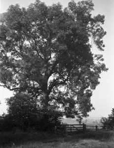 "Site of the windmill, Waddesdon, Bucks"