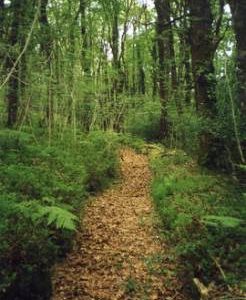 Yarner Woods, Bovey Tracey, pottery leat