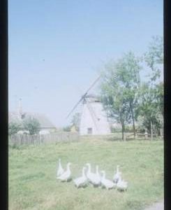 Preserved tower mill with sails and tailpole, scaffolded for repair