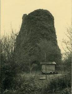 Ivy covered stump with chicken-coop in front, Byerley's Mill, Speltham Hill, Hambledon