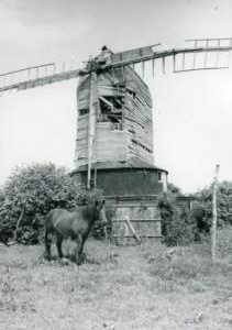 Horse, Downs Mill, Bexhill