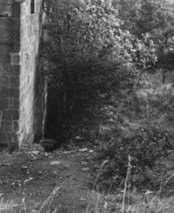 Overgrown end of building, Tosson Corn Mill, Tosson