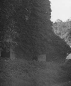 Meldon Mill, Meldon, overgrown by large trees