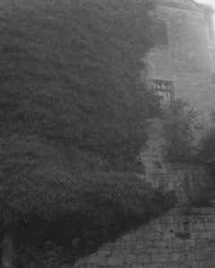 Mill overgrown by large trees