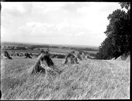 View of corn fields, Weston, Hertfordshire